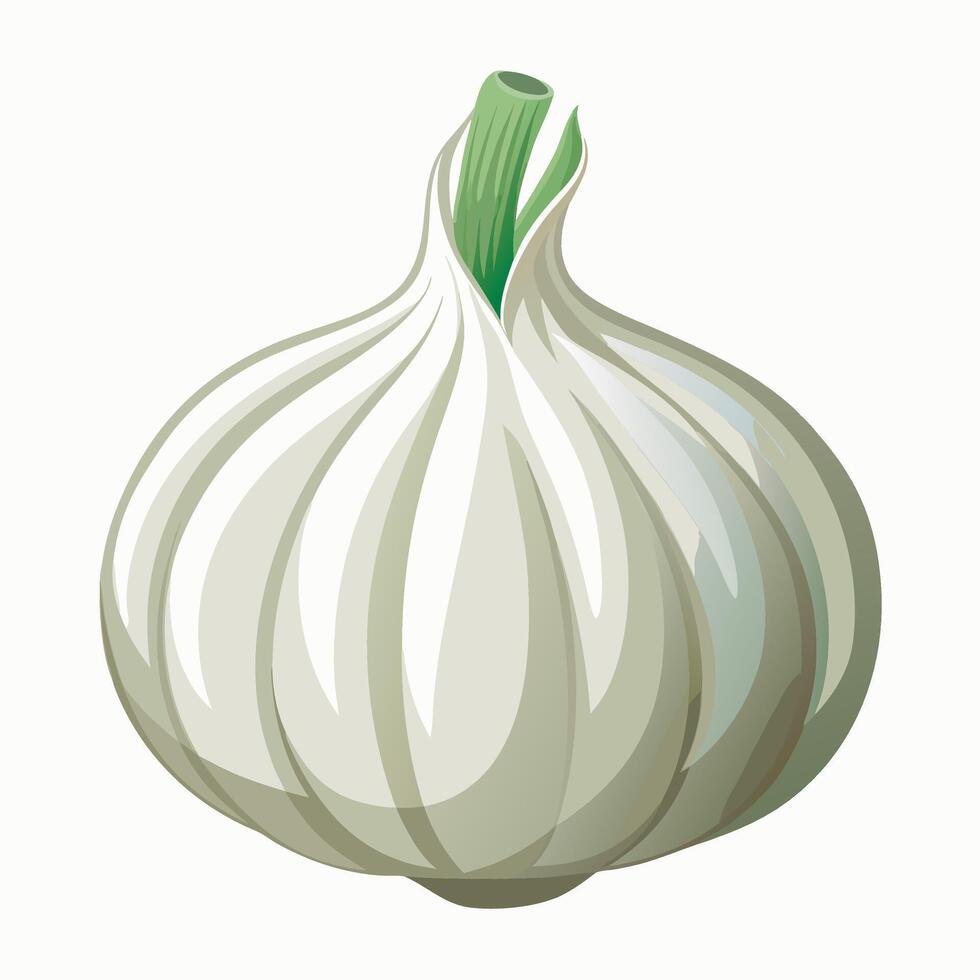 A garlic bulb on a white background vector