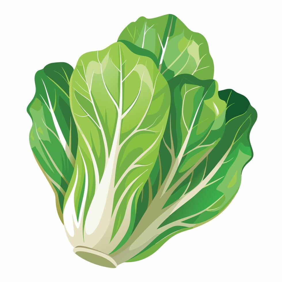 A green leafy vegetable is shown on a white background vector