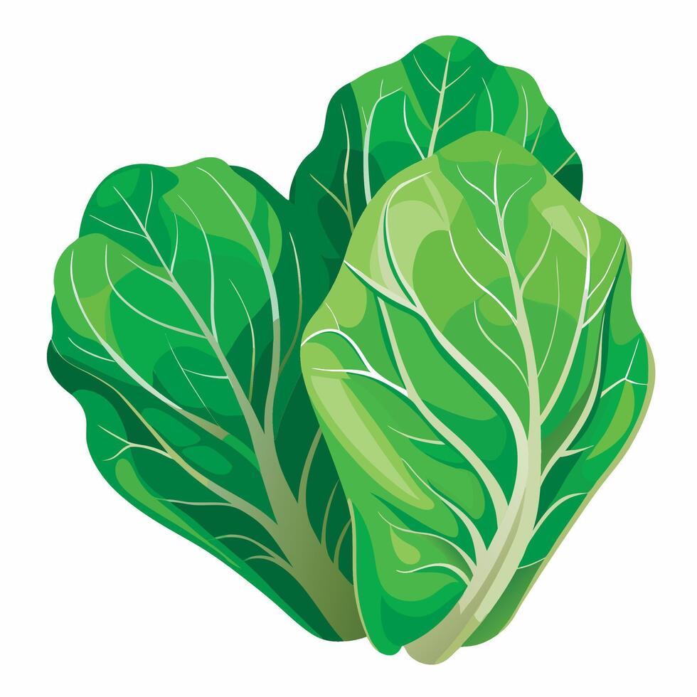 Green leafy vegetables, illustration vector