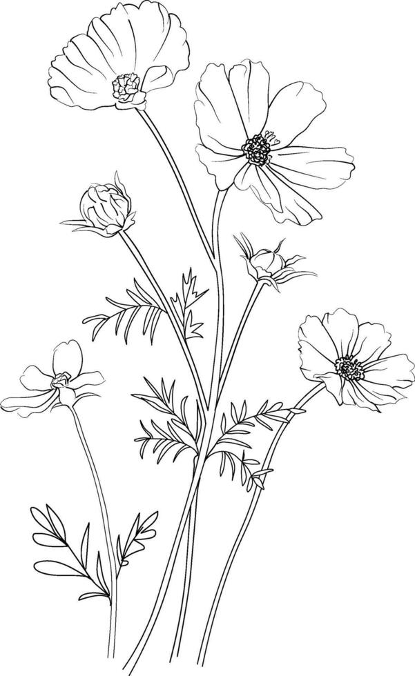 Cosmos flower pencil art, Black and white outline coloring page and book for adults and children flower Cosmos flower, with leaves hand drawn engraved ink illustration artistic design vector
