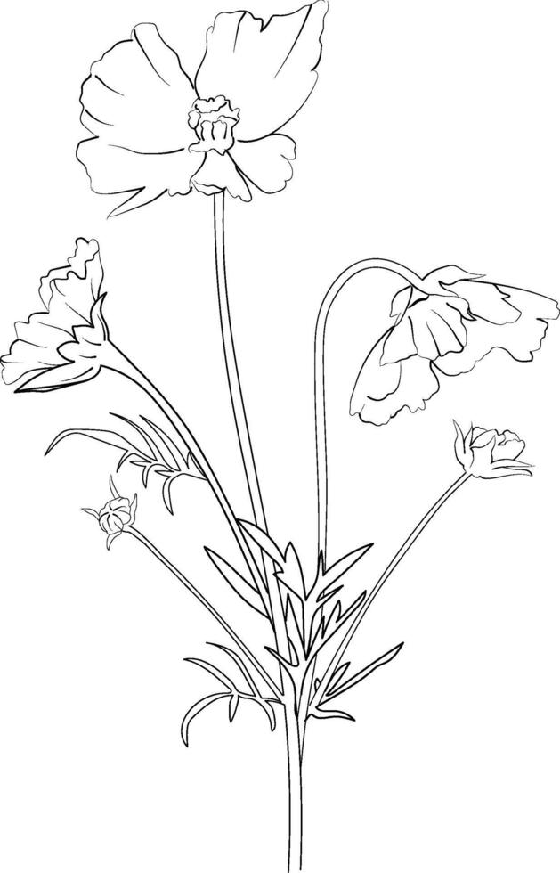 sketch of Cosmos flowers, Cosmos flower line drawings, hand-painted iris flower wall art, botanical Cosmos flower wall art, simple Cosmos flower drawings, Cosmos flowers outline drawing vector