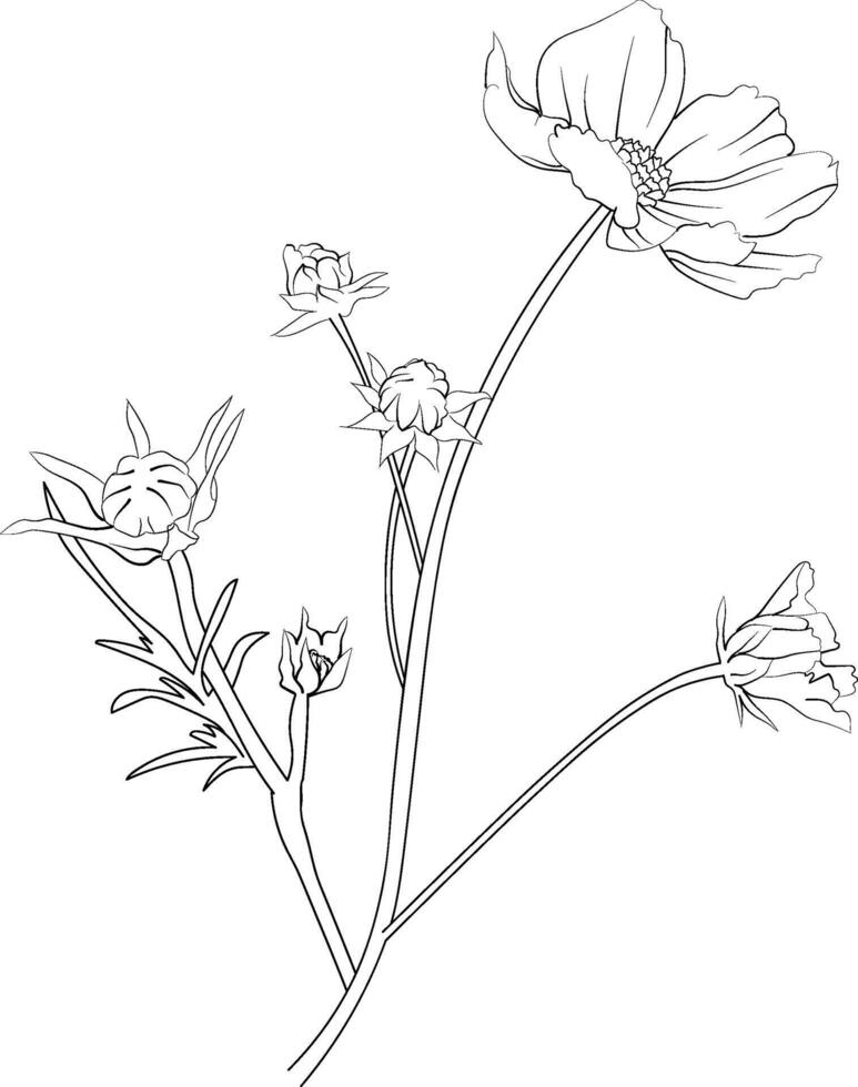 Cute flower coloring pages, cosmos flower line drawing, Cosmos flower drawing, Hand drawn botanical spring elements bouquet of cosmos line art coloring page, easy flower drawing. cosmos flower wallart vector