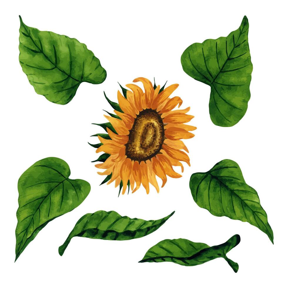 Watercolor sunflowers set with isolated flower and leaves for floral compositions and arrangements. Hand drawn botanical illustration. Design elements for postcard, invitation, logo, background vector