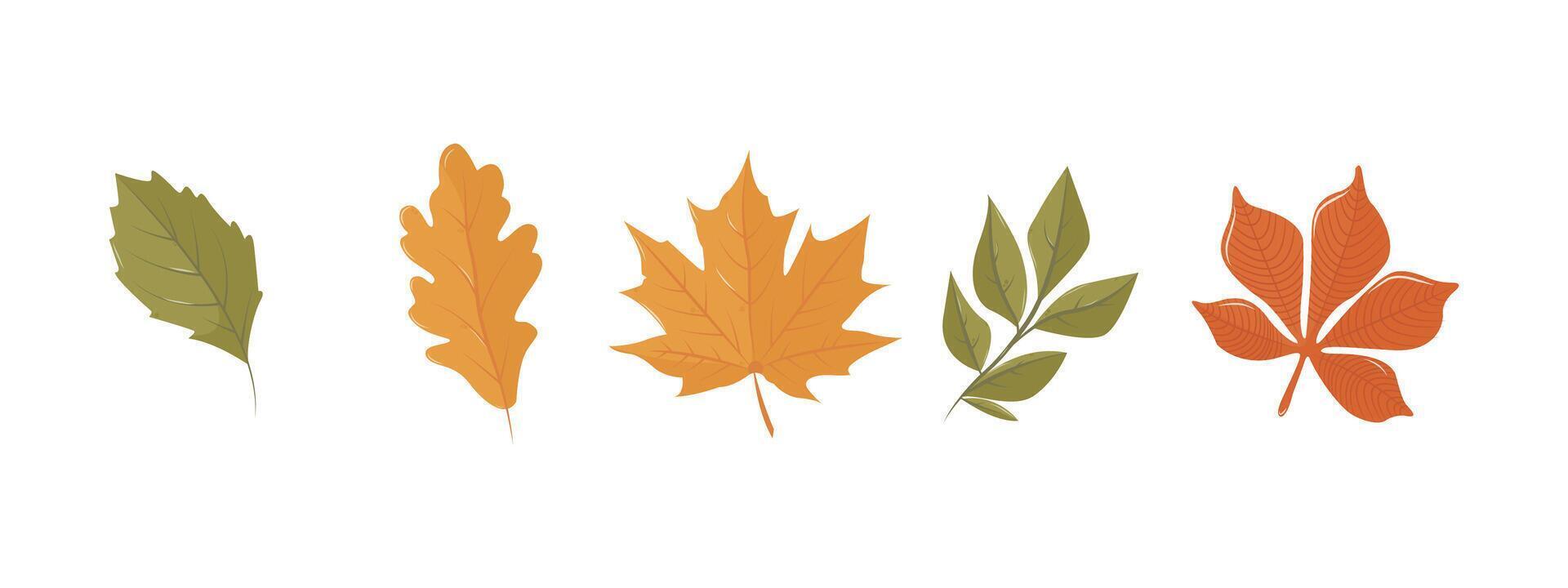 Autumn leaves collection. Berries, linden, oak, rowan, maple, rowan, acorn. Isolated illustration for card, postcard, cover. EPS 10 vector