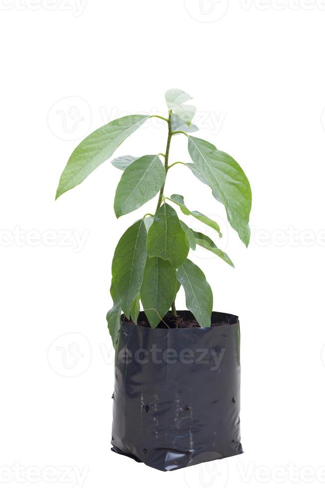 Fresh Avocado sprout is growing in black plastic bag for nursery isolated on white background included clipping path. photo