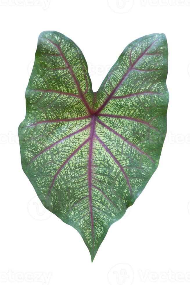 Caladium bicolor is queen of the leafy plants isolated on white background with clipping path. photo
