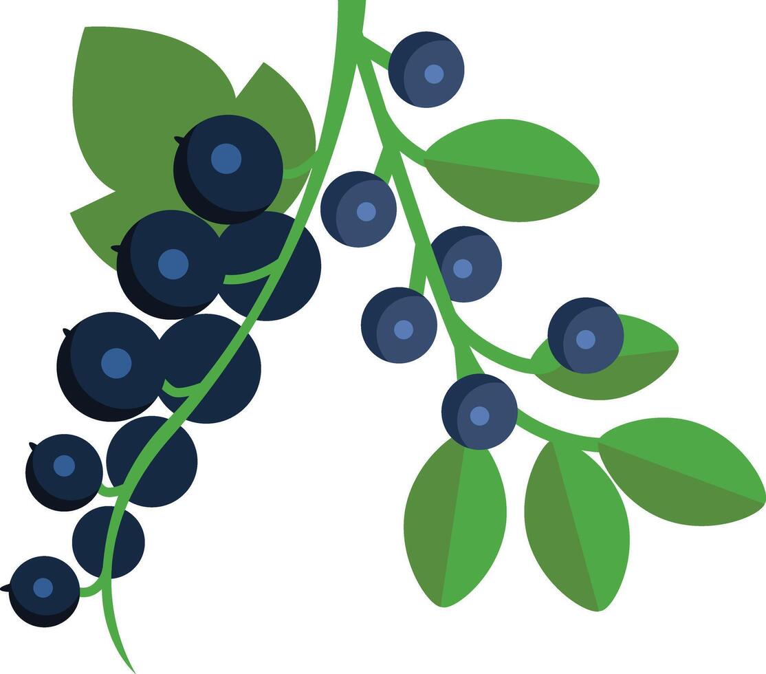 blueberry branch with berries and leaves illustration vector