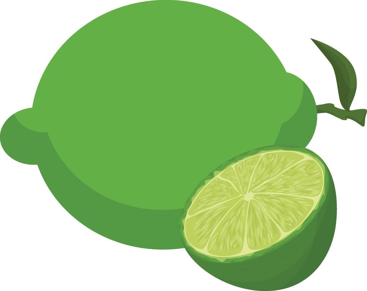 a lime and a slice of lime on a white background vector