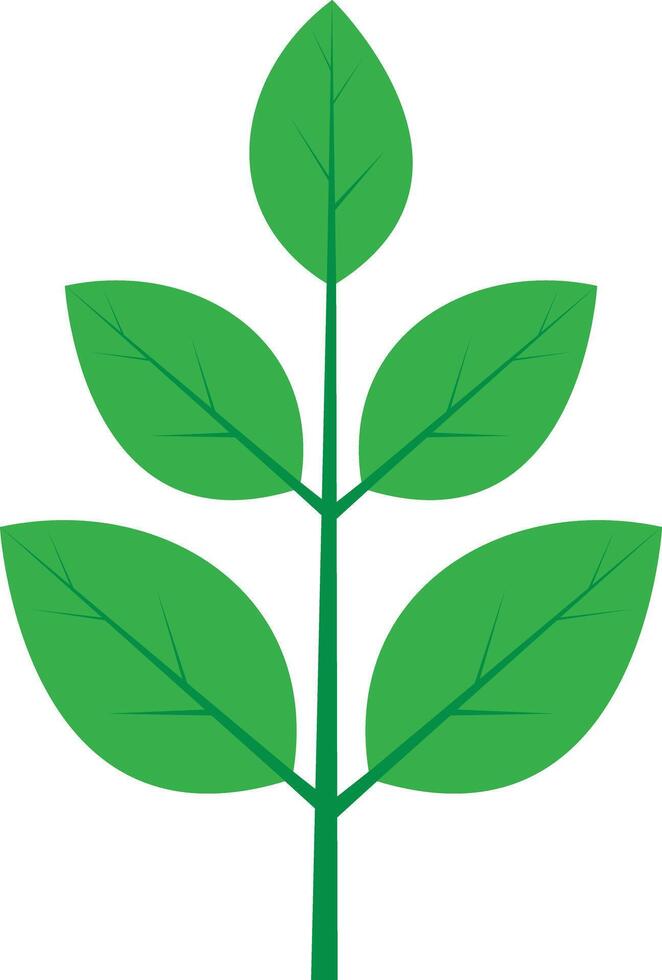 Green Leaves Botanical Branches vector