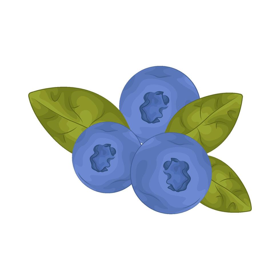 Illustration of blueberry vector