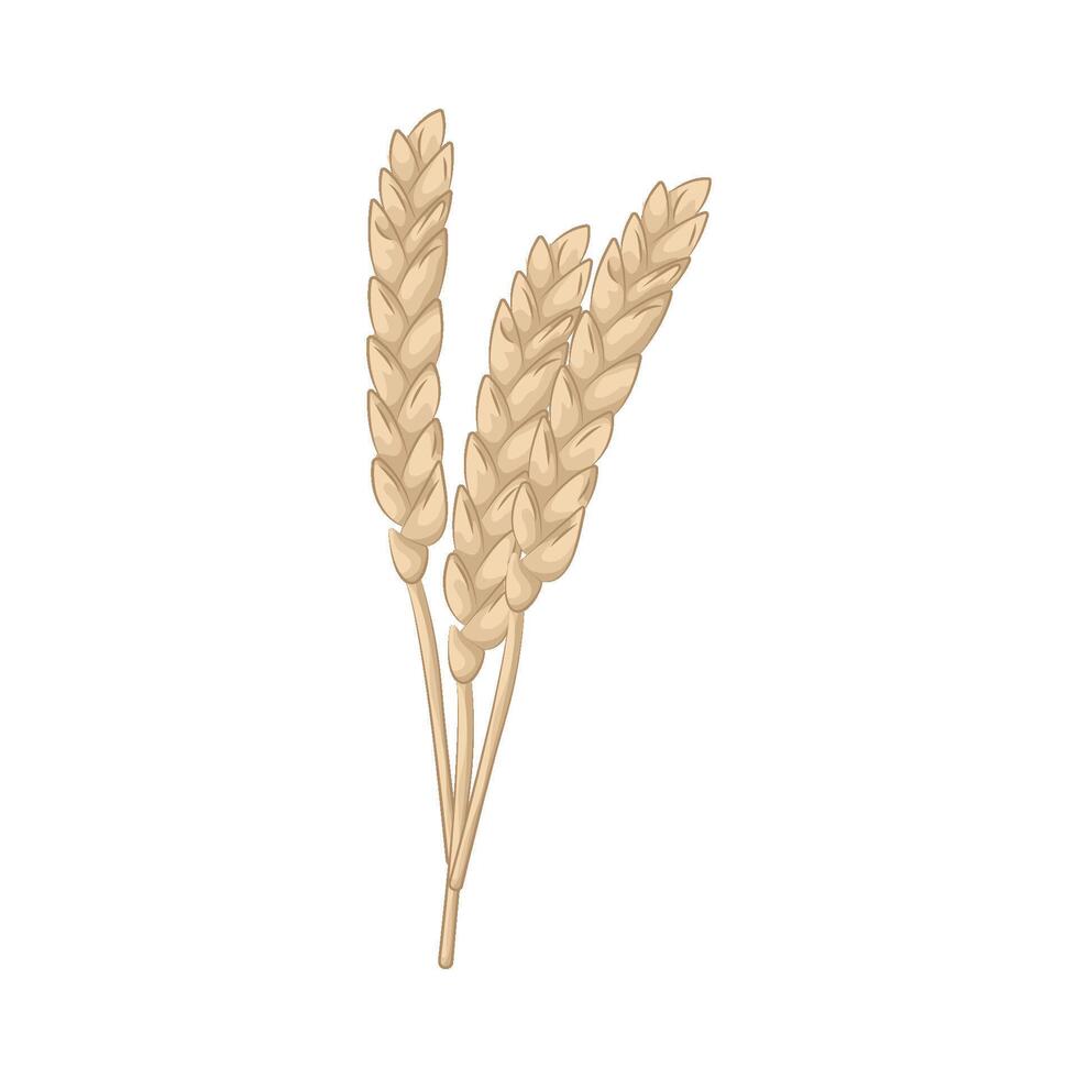 Illustration of wheat vector