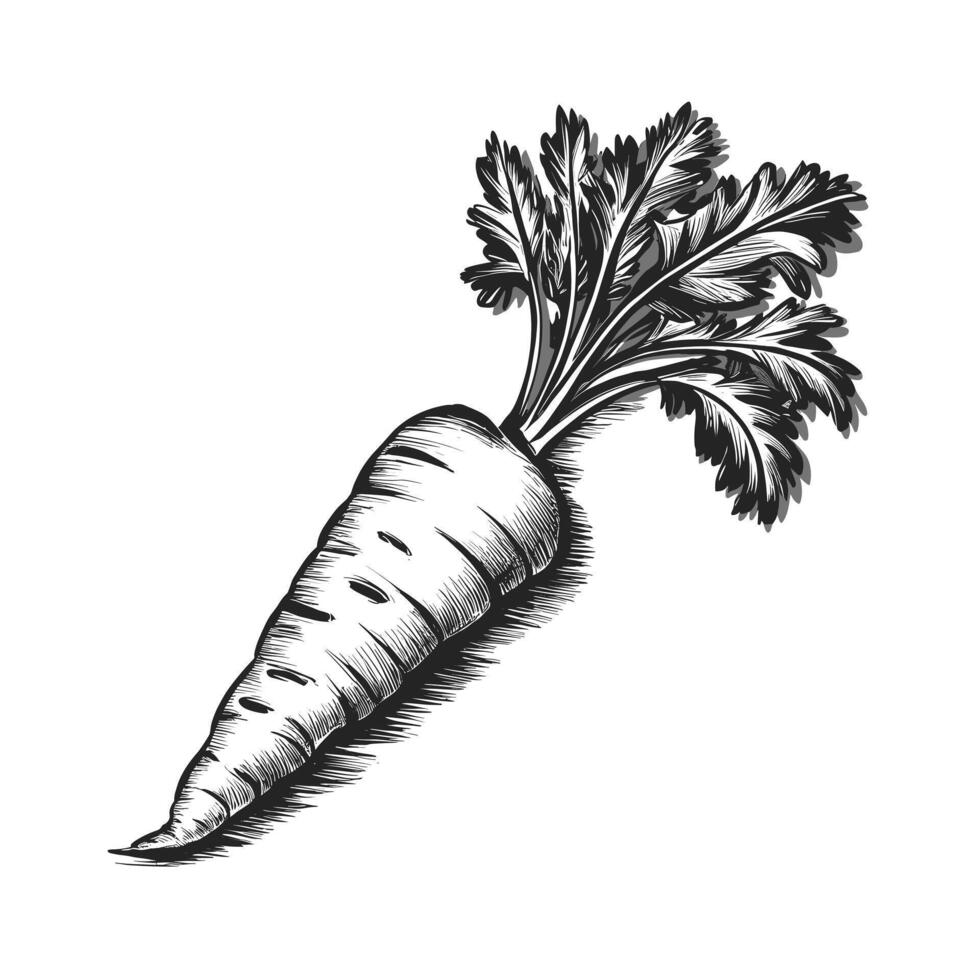 Carrot isolated on white background illustration vector