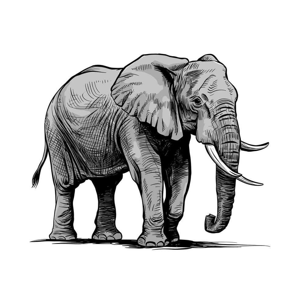 An elephant is standing in a drawing vector