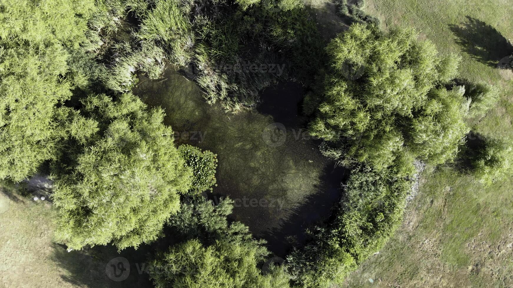Aerial view of a green pond with bushes and green water lilies. Clip. Top view of summer natural landscape with green moss, vegetation on small lake. photo