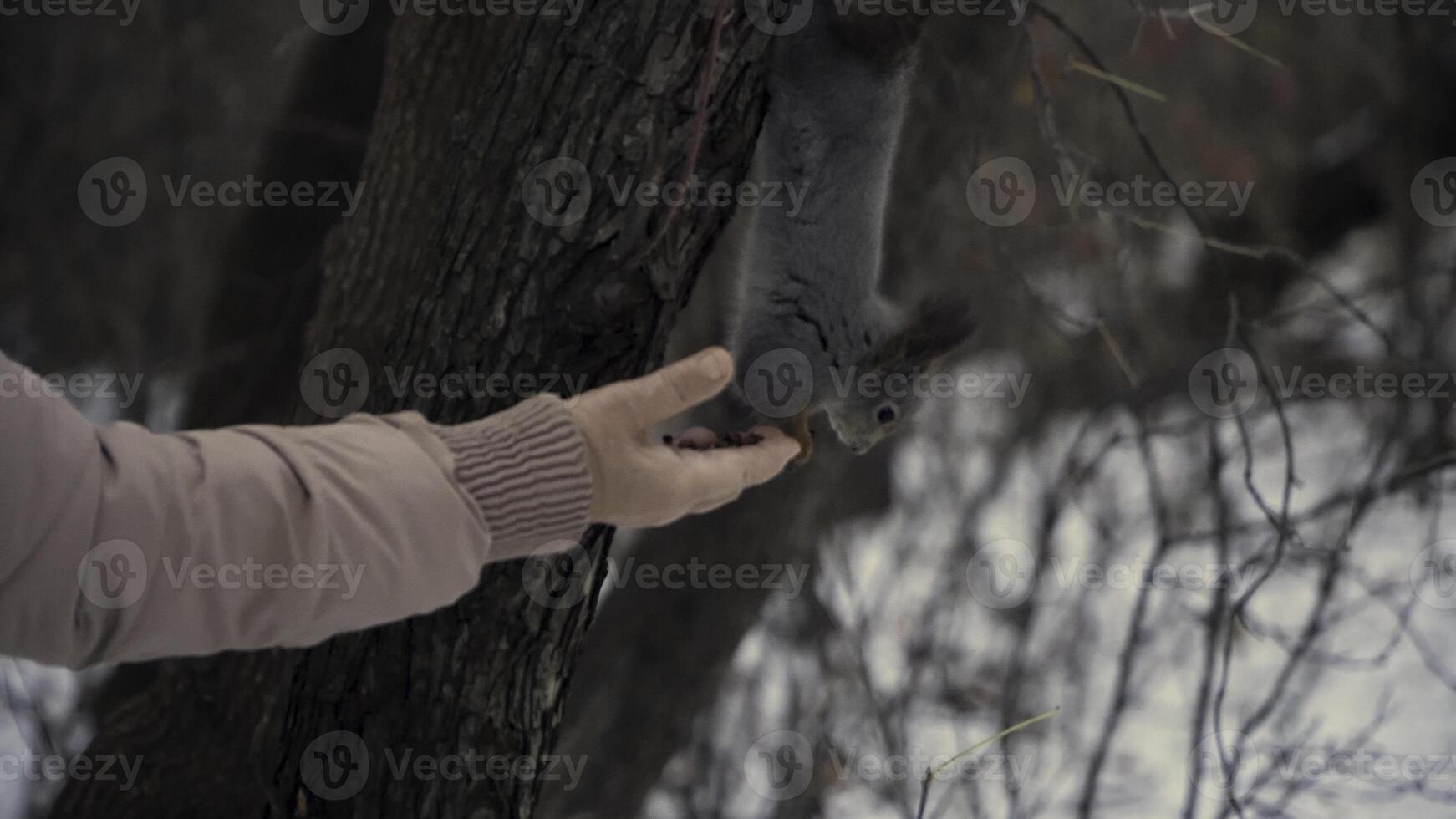 Beautiful fluffy squirrel close-up in autumn park eating nuts. Squirrel eating nuts straight from the hands of a young girl. Squirrel eats from a person's hand in the park. Close-up. photo
