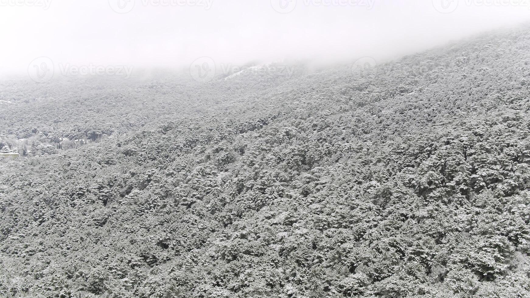 Beautiful landscape with snowy pine trees on a steep mountain slope, Utah, USA. Shot. Foggy hills covered with snowy spruces. photo