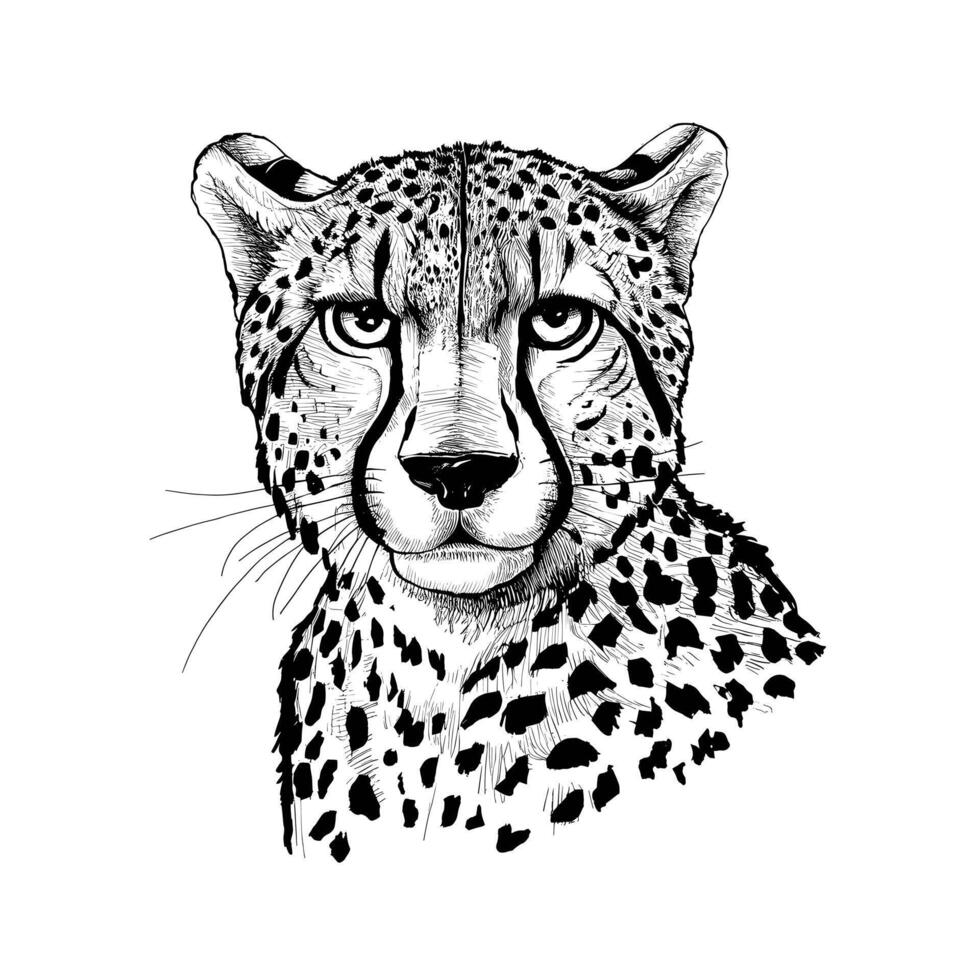 Cheetah head sketch illustration vector
