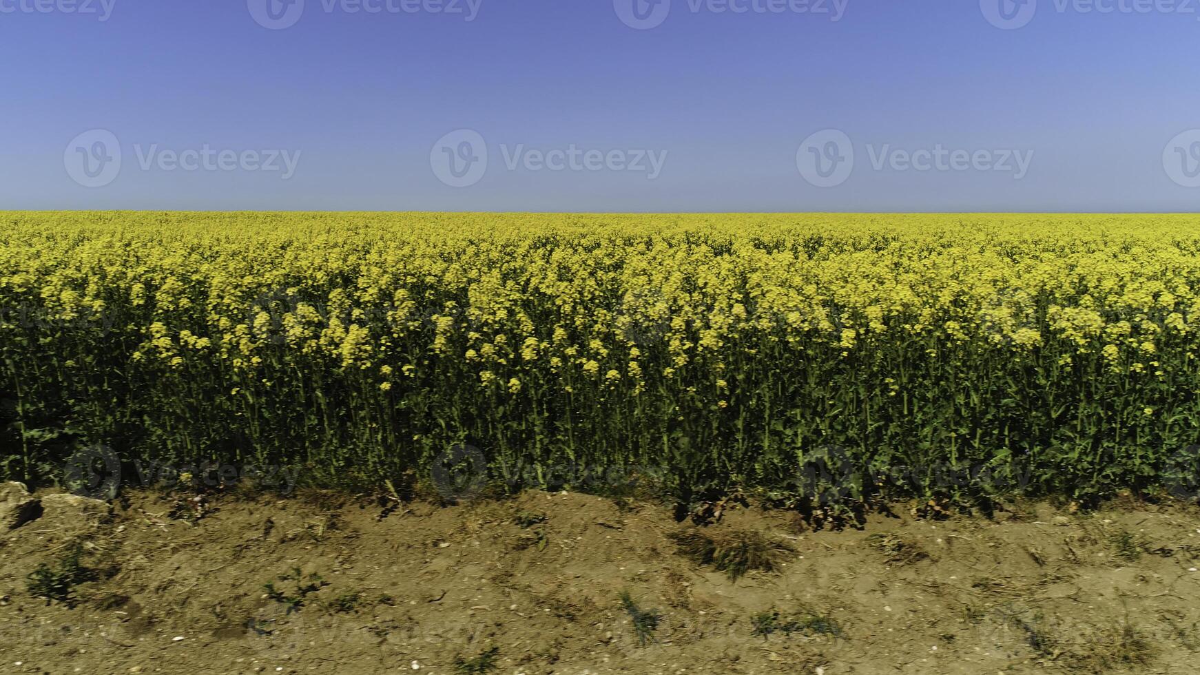 Side view of flowering field of rapeseed with beautiful blue sky and clouds on the background. Shot. Bright yellow plants growing on the field, colors of nature. photo