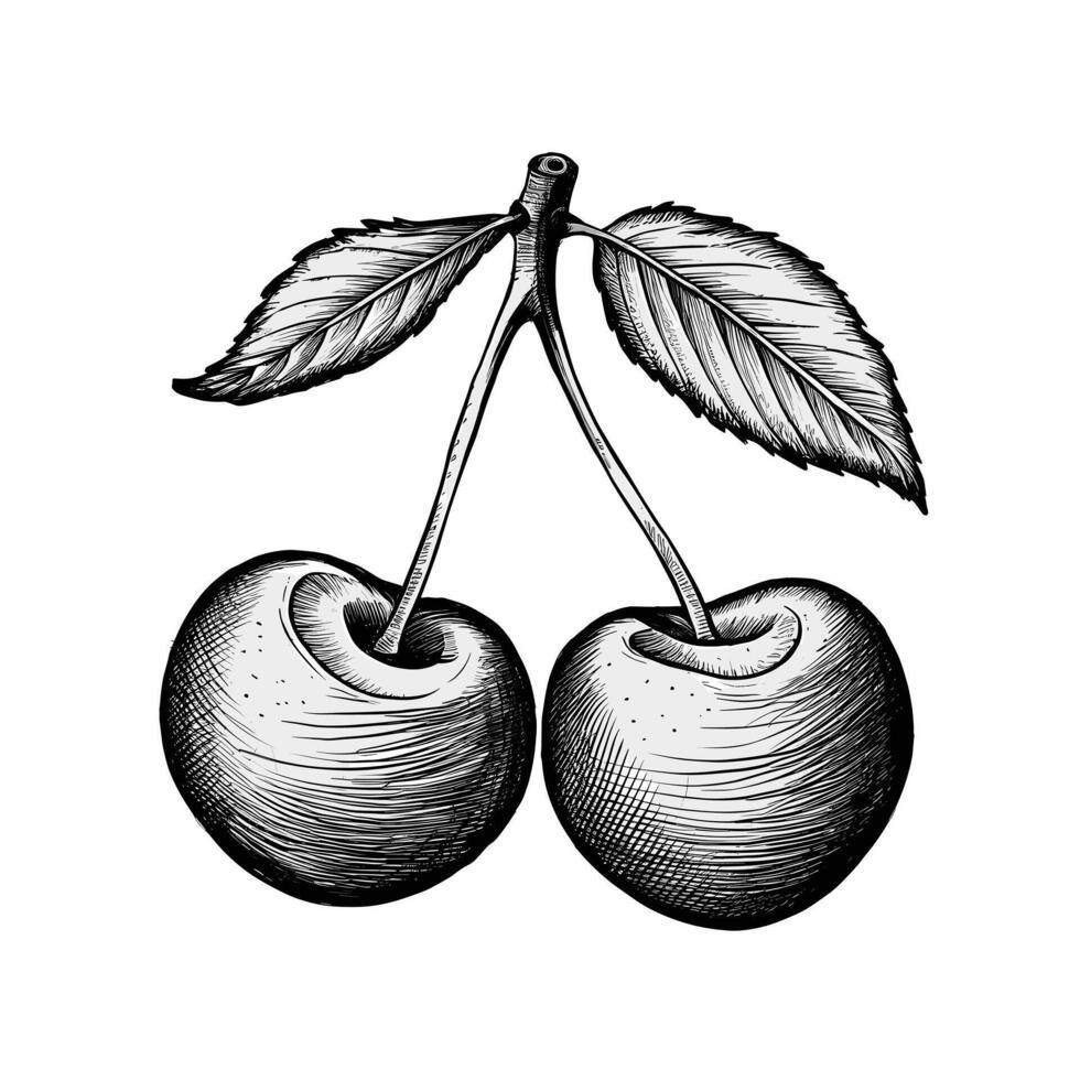 Cherries on a branch with leaves in engraving style vector