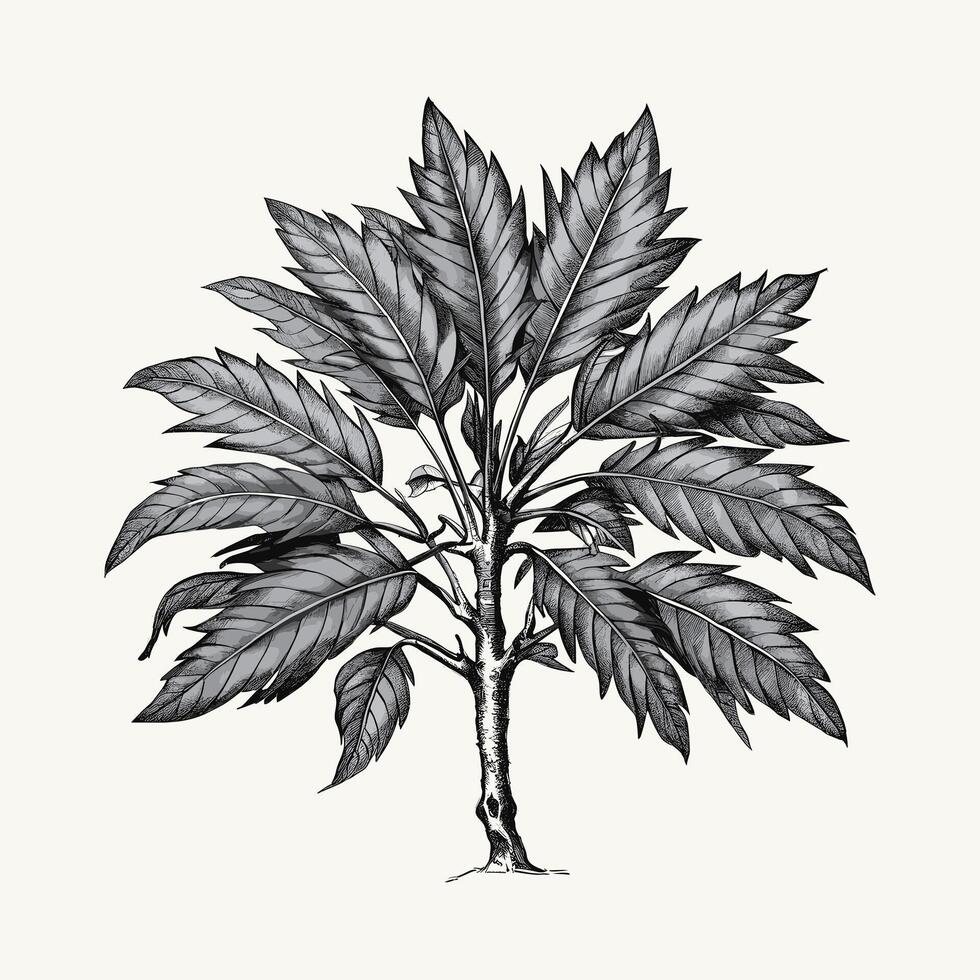 A drawing of a plant with leaves vector