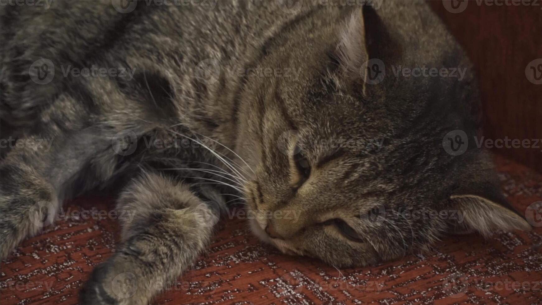 The cat is lying on the red couch. Clip. Beautiful fluffy shaggy cat lying on the couch photo