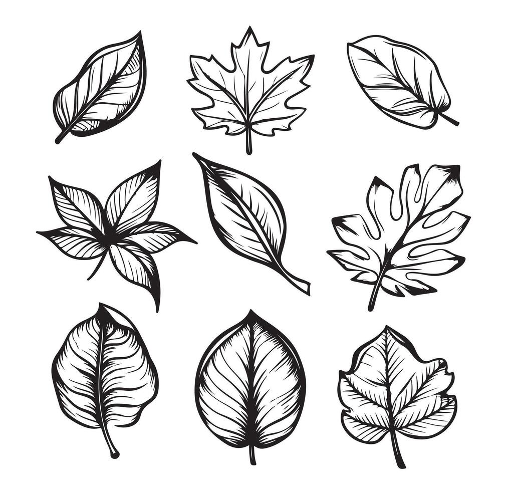 Autumn leaves set of illustration vector