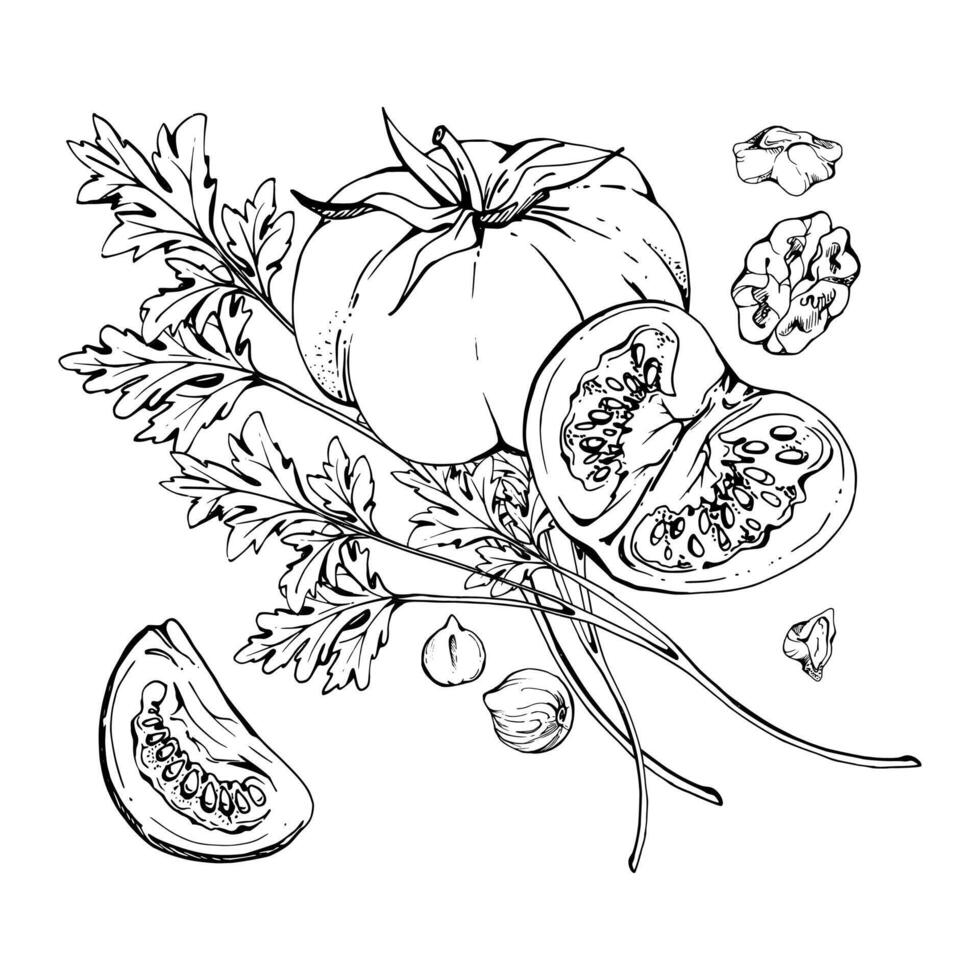 Tomato vegetable, coriander parsley herb, nuts diet and healthy lifestyle, salad vegan cooking. Hand drawn ink. Illustration composition isolated on white background. Design print, card, menu vector
