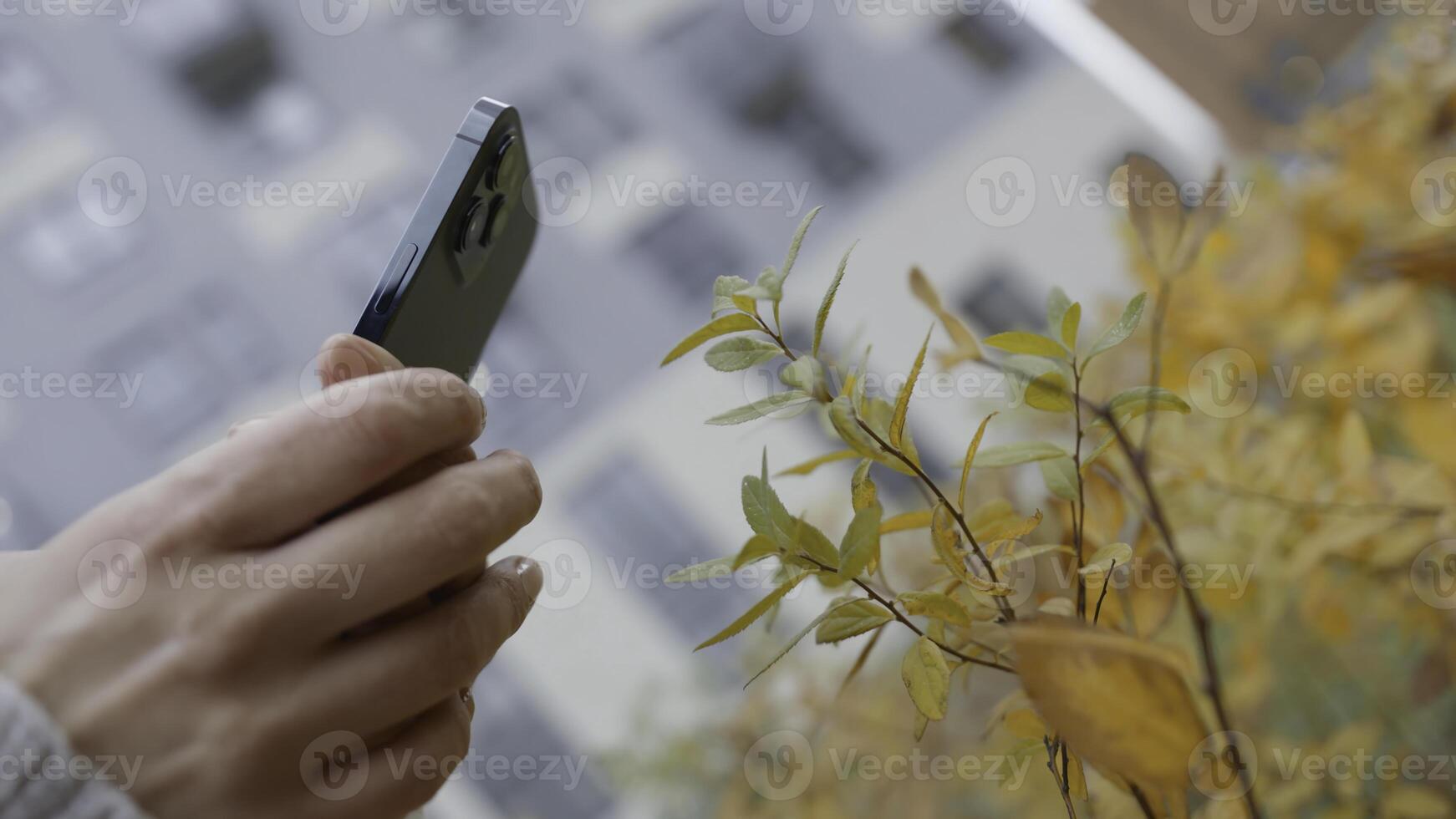 Woman taking photos on phone of plant. Action. Close-up of man taking picture of plant on phone in autumn. Shooting yellow autumn bush on your phone