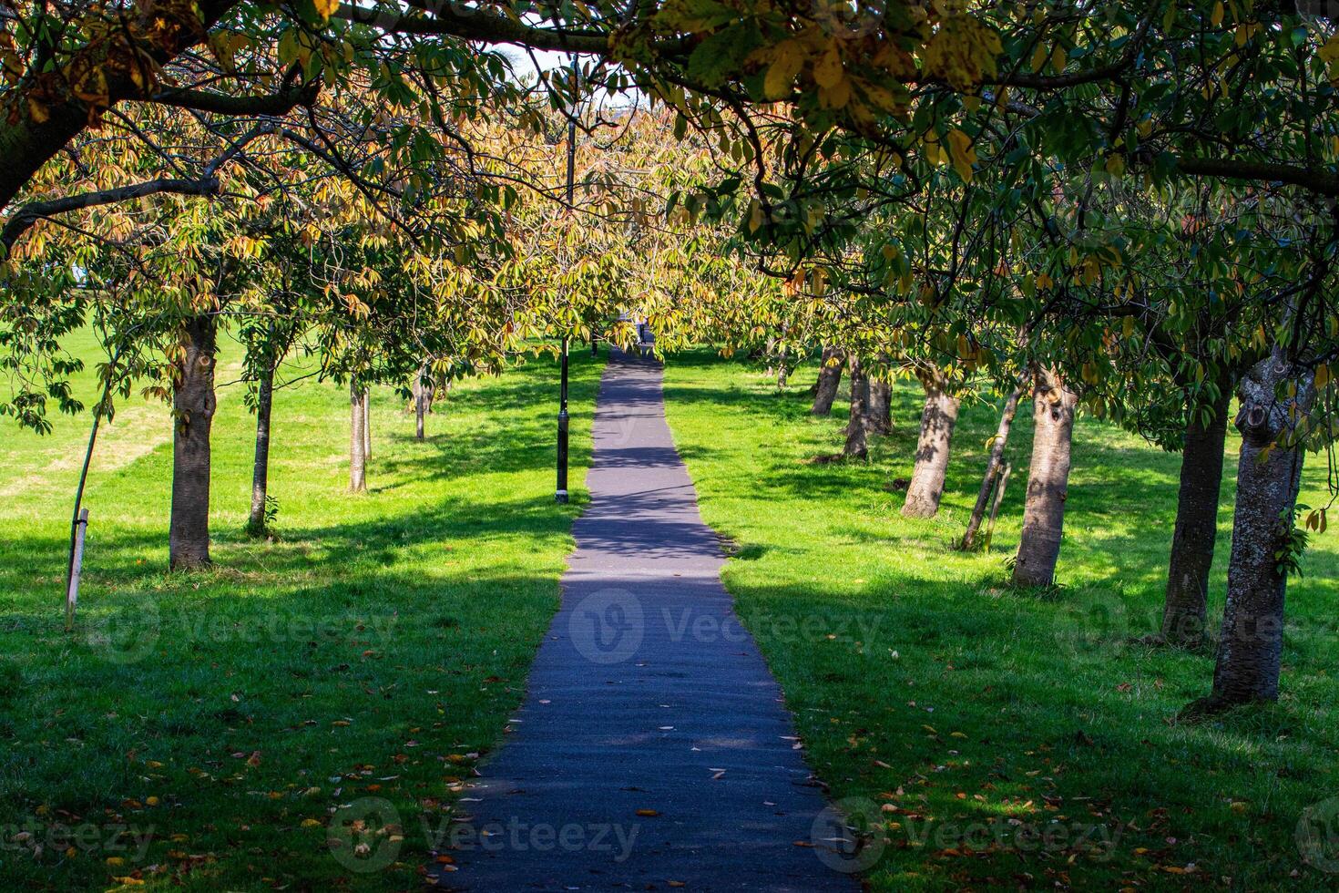 Autumn Pathway in a Serene Park in Harrogate photo