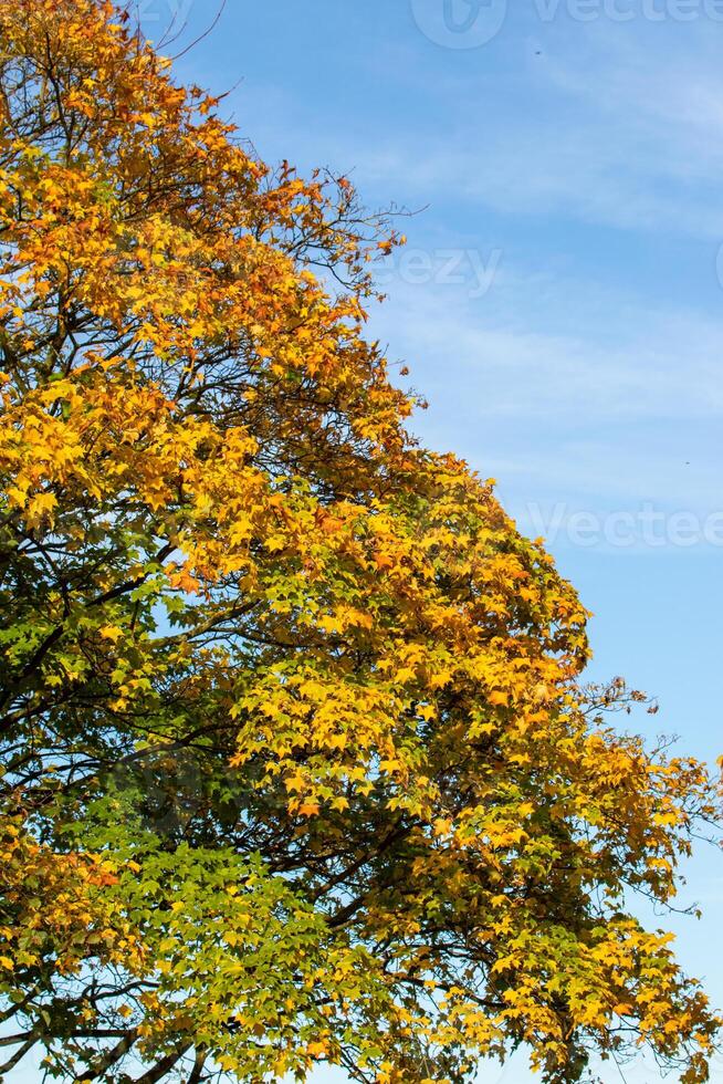 Autumn Tree with Colorful Foliage in Harrogate photo