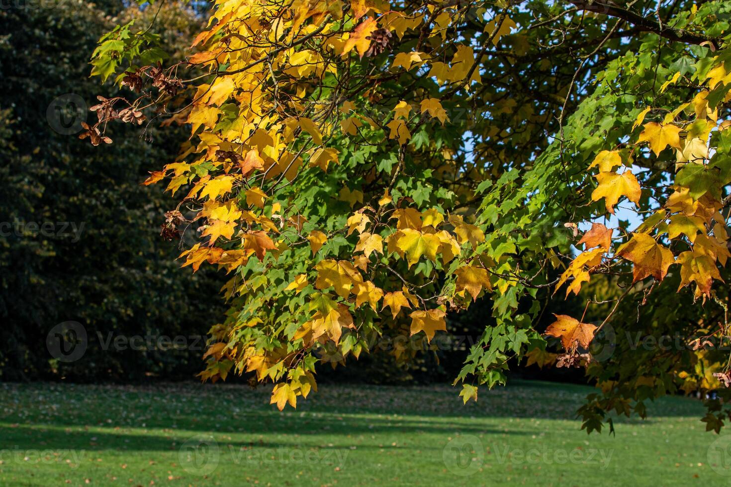 Autumn Leaves in a Park Setting in Harrogate photo