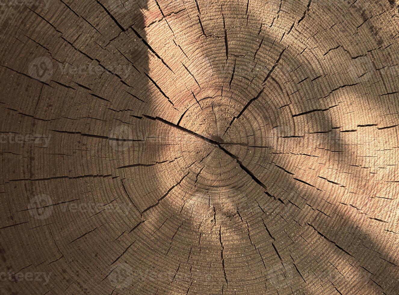 Perfect round felled tree with annual rings and cracks. Wood texture. Cut logs pattern, brown natural background. Wooden textured background. photo