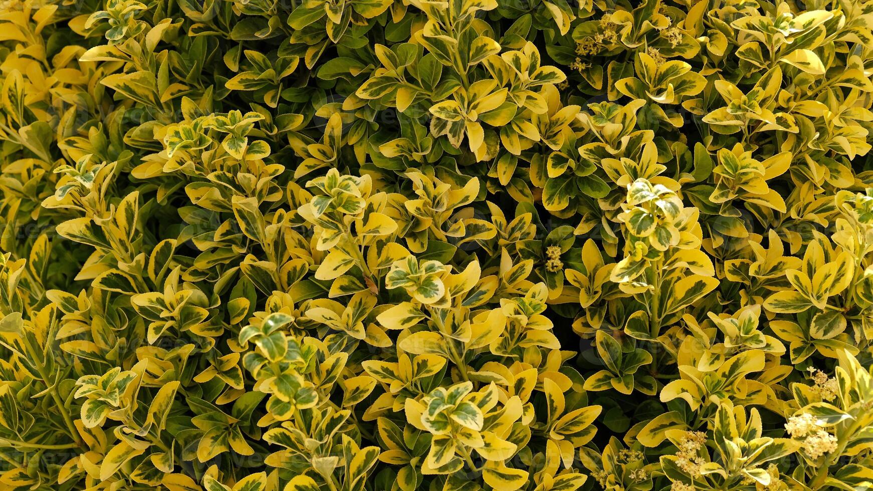 Abstract natural background of green and yellow leaves. Gold Variegated Japanese Euonymus, Beresclet Forchun, Aureomarginatus. Gardening concept. Minimal, stylish, trend concept. photo