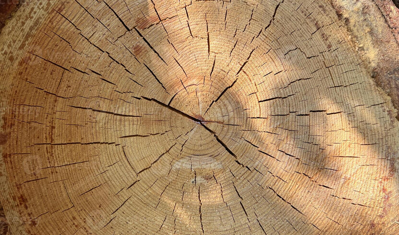 Perfect round felled tree with annual rings and cracks. Wood texture. Cut logs pattern, brown natural background. Wooden textured background. photo