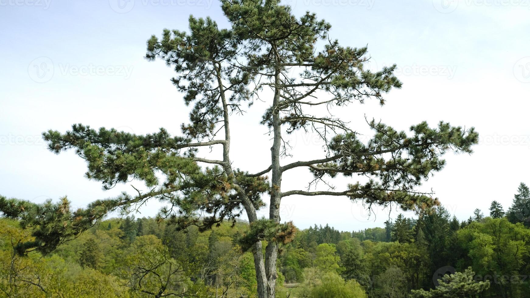 Lone Pine Tree Stands Tall in Beautiful, Serene and Peaceful Landscape Setting. Majestic and towering pine tree stands tall in midst of serene and tranquil, beautiful natural setting. photo