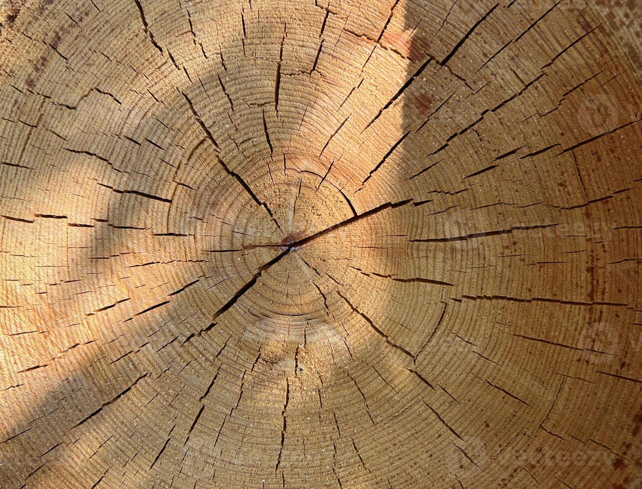 Perfect round felled tree with annual rings and cracks. Wood texture. Cut logs pattern, brown natural background. Wooden textured background. photo