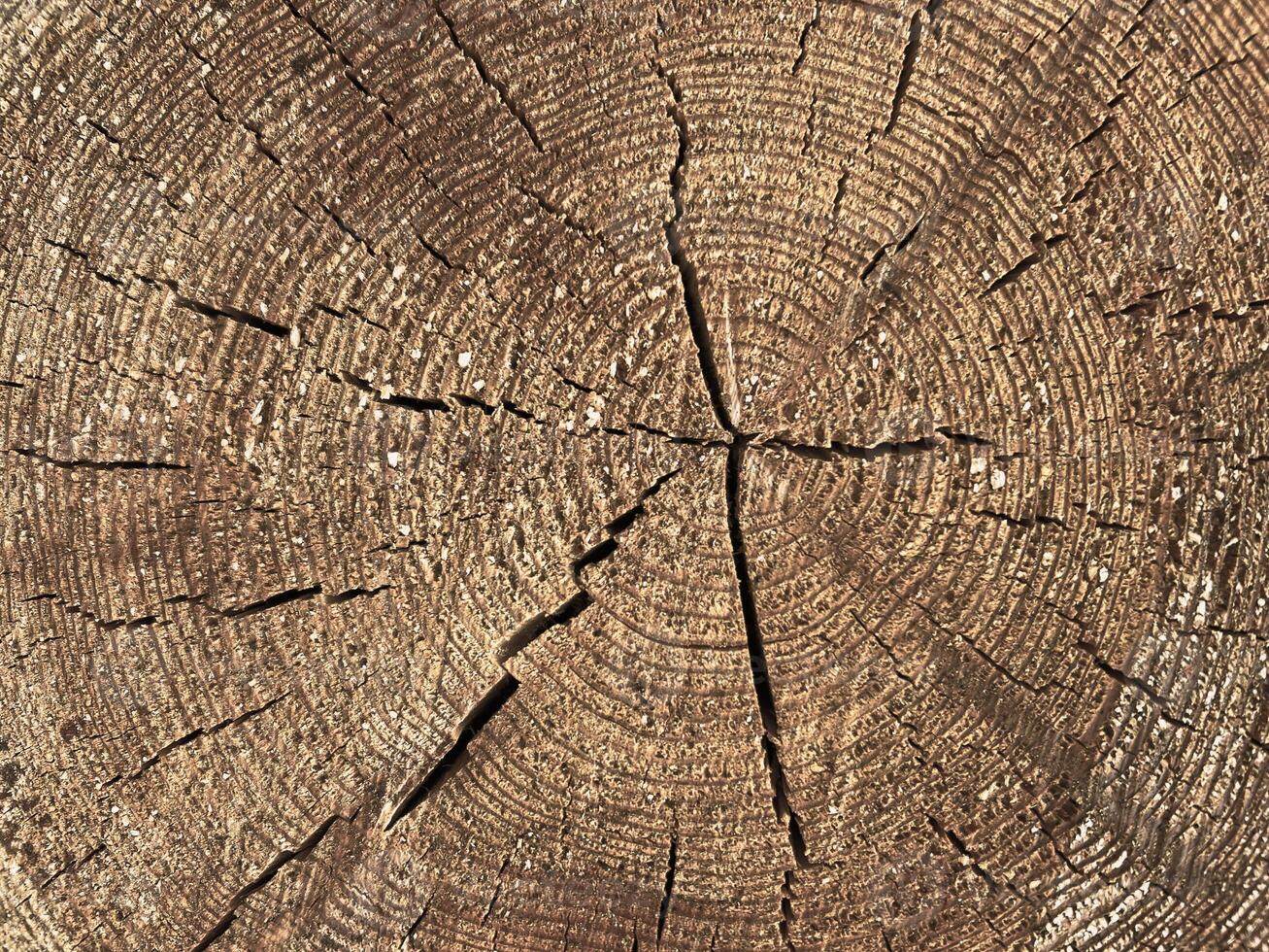 Perfect round felled tree with annual rings and cracks. Wood texture. Cut logs pattern, brown natural background. Wooden textured background. photo
