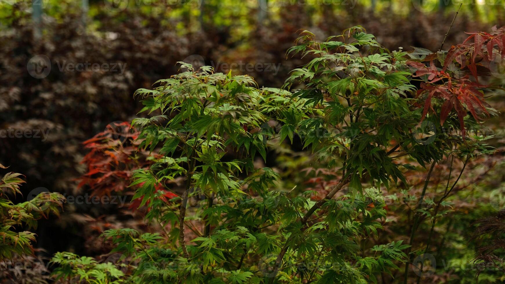 Beautiful bright warm red leaves of a Japanese Maple tree - Acer Palmatum Atropurpureum , Fireglow. Red leaves of Japanese Maple Tree, Abstract natural background. Minimal, stylish, trend concept. photo