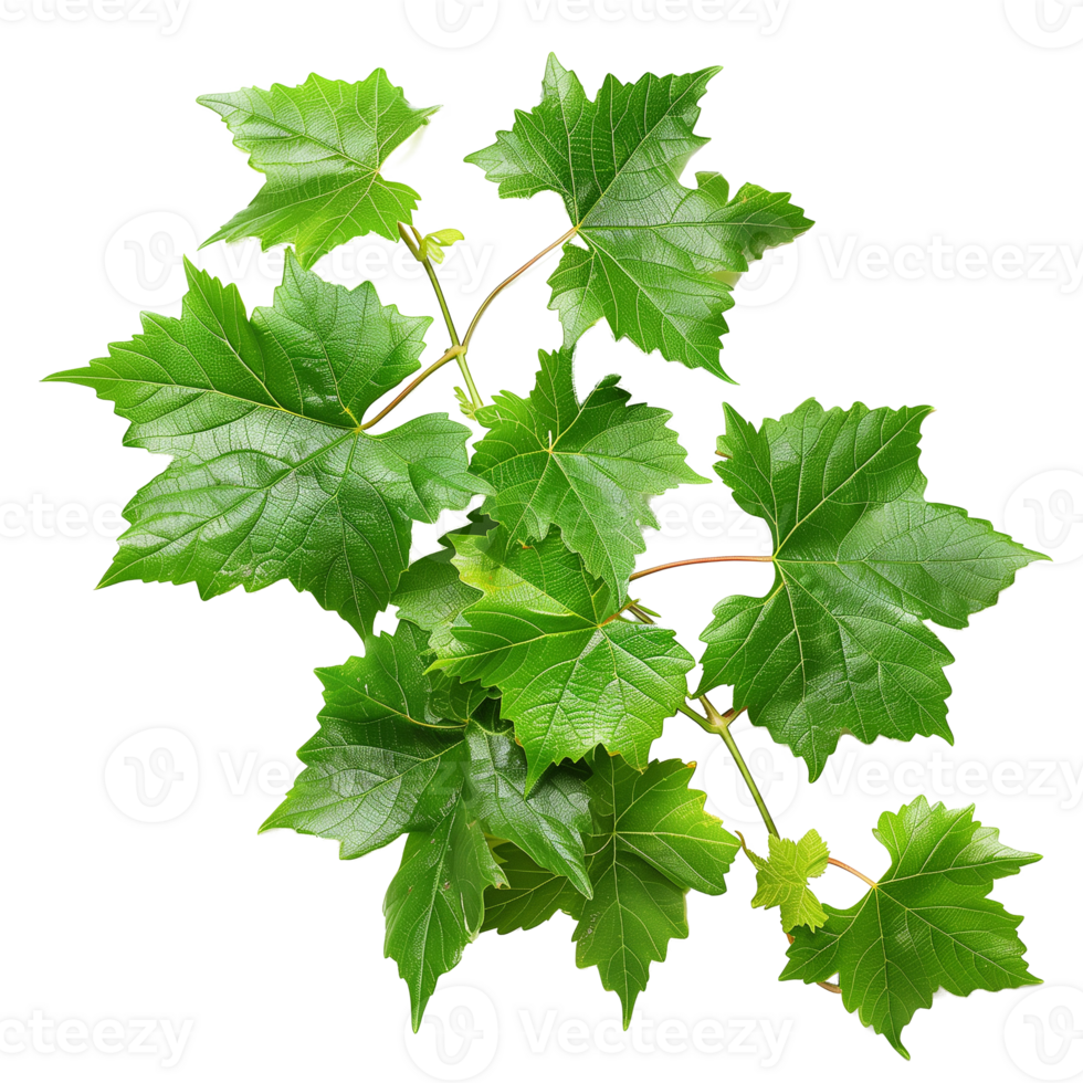 Green grape leaves isolated on transparent background png