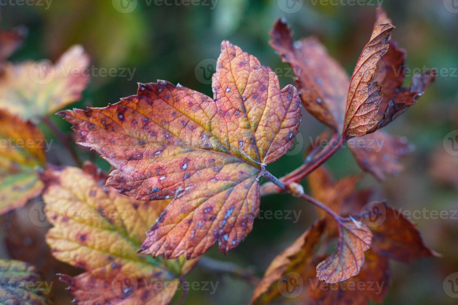 bright colors of autumn on the leaves of the garden currant. the colors of the leaves range from green to brown. beautiful autumn backgrounds. High quality photo
