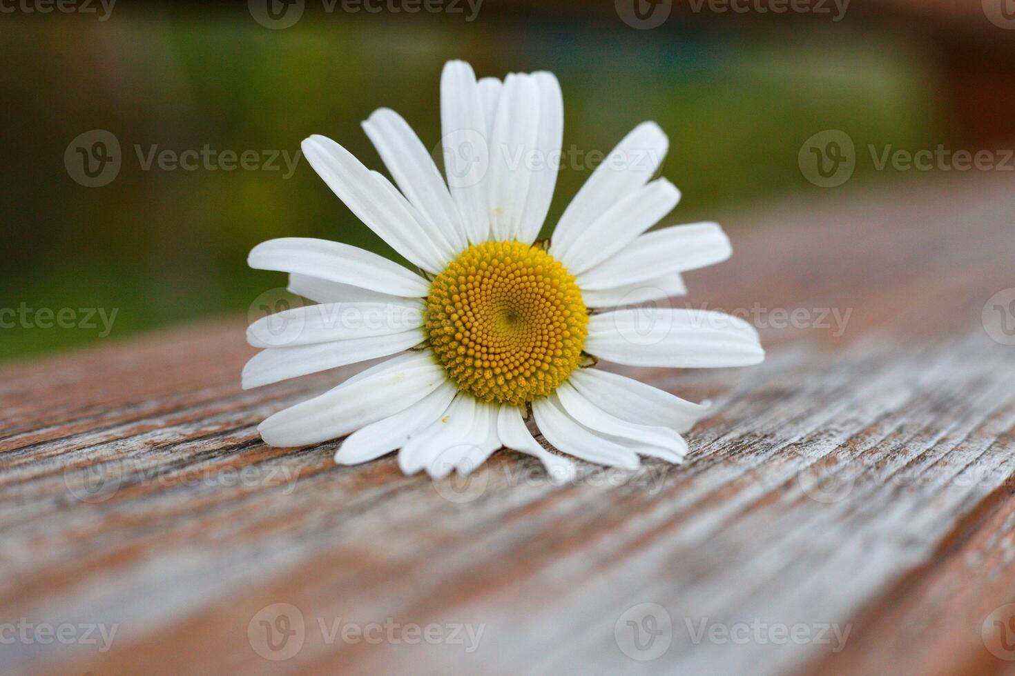 macro photo of a garden daisy lying on a wooden surface. summer backgrounds with flowers. High quality photo