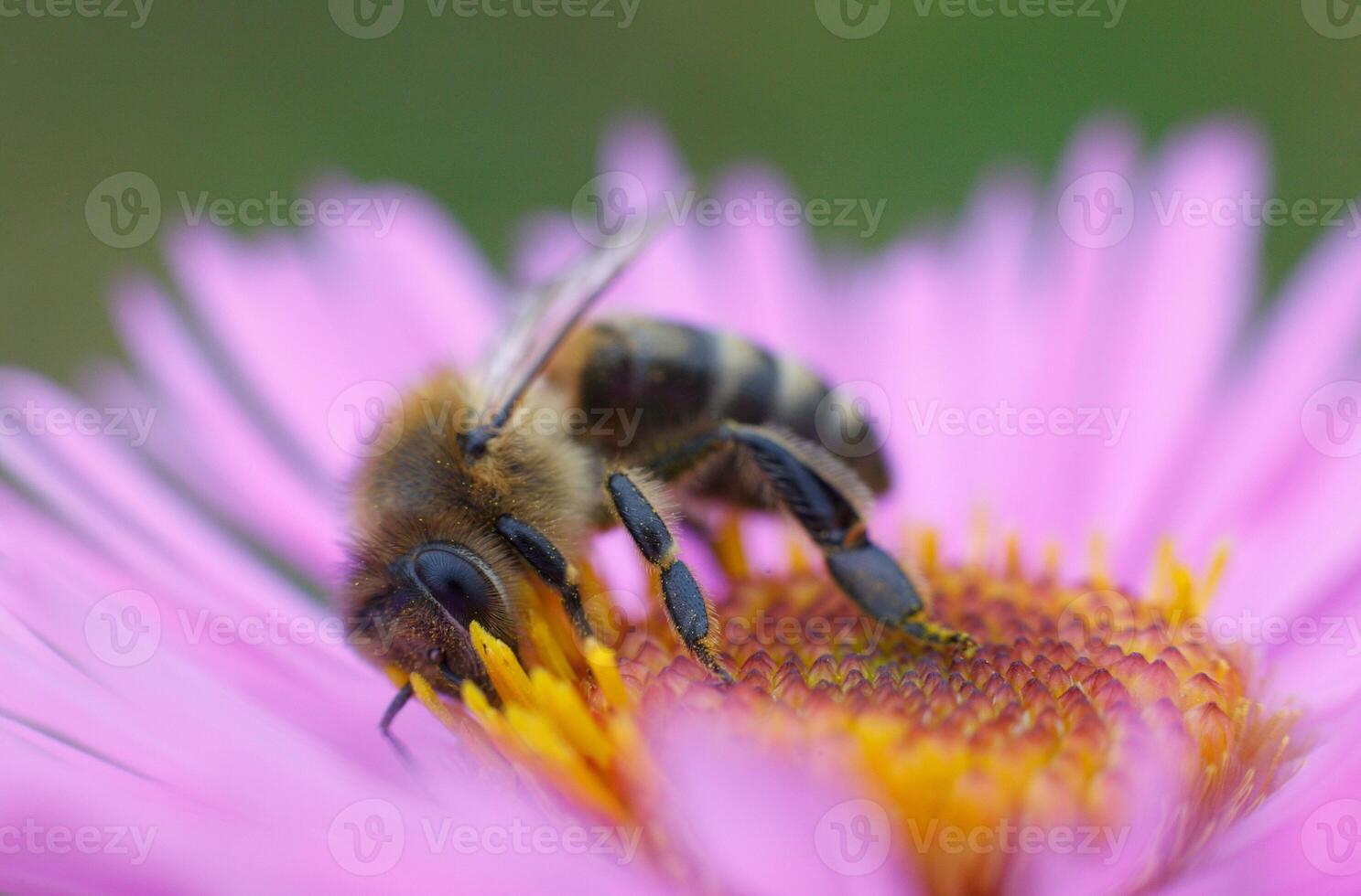 macro photo of a bee on a pink lilac flower collecting pollen. High quality macro photo beautiful summer backgrounds wallpapers with flowers and insects. bee side view sitting on a flower