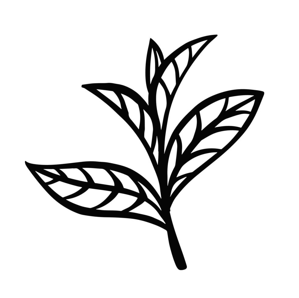 Tea leaves hand drawn illustration vector