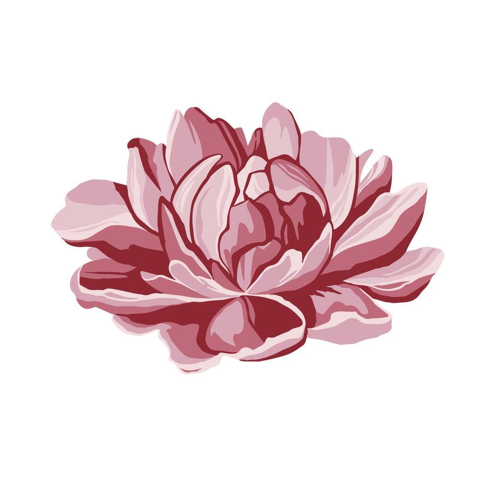 original Peony in shades of pink and white flower vector
