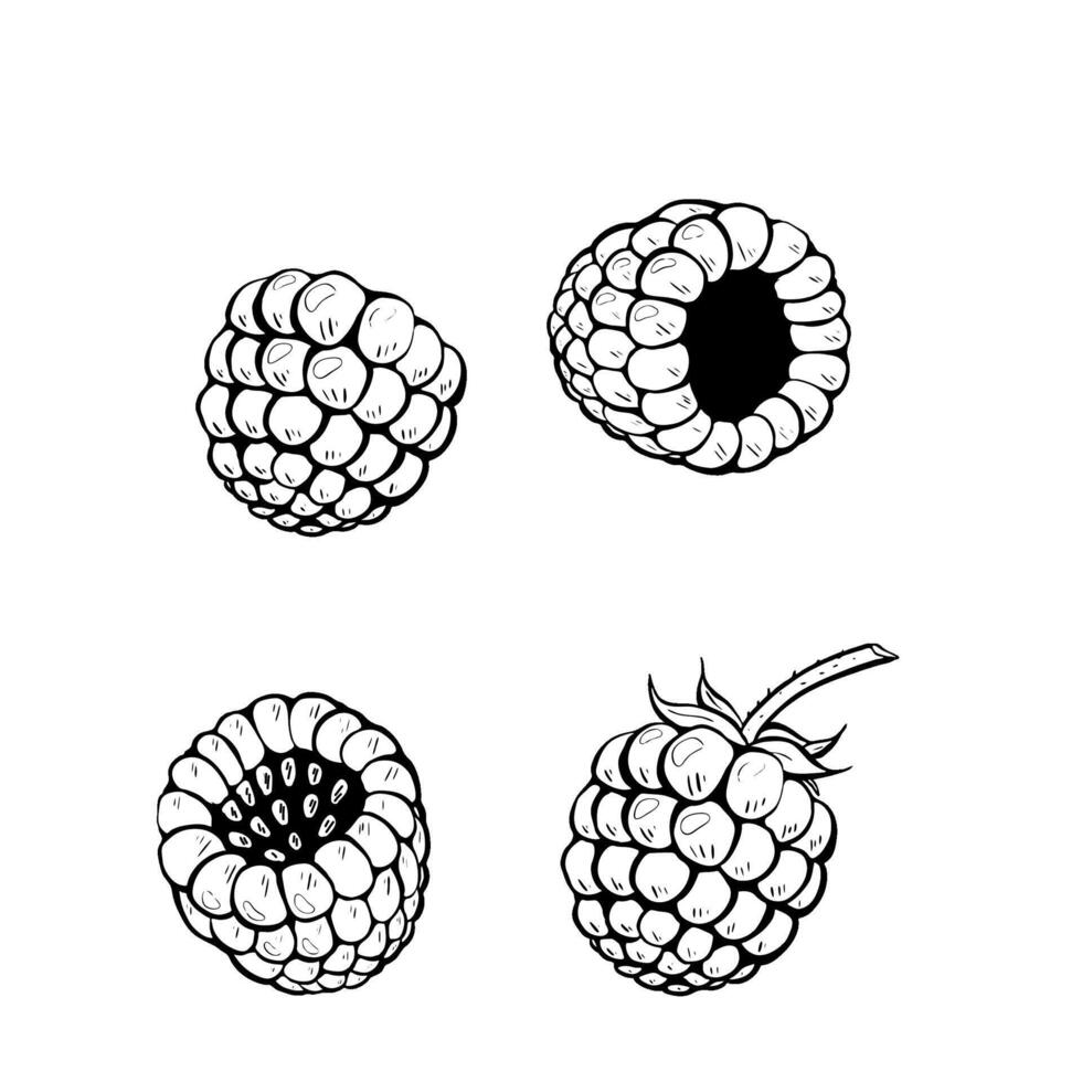 Beautifully HandDrawn Raspberry Illustrations Presented in Various Artistic Views and Styles. sketch illustration. vector