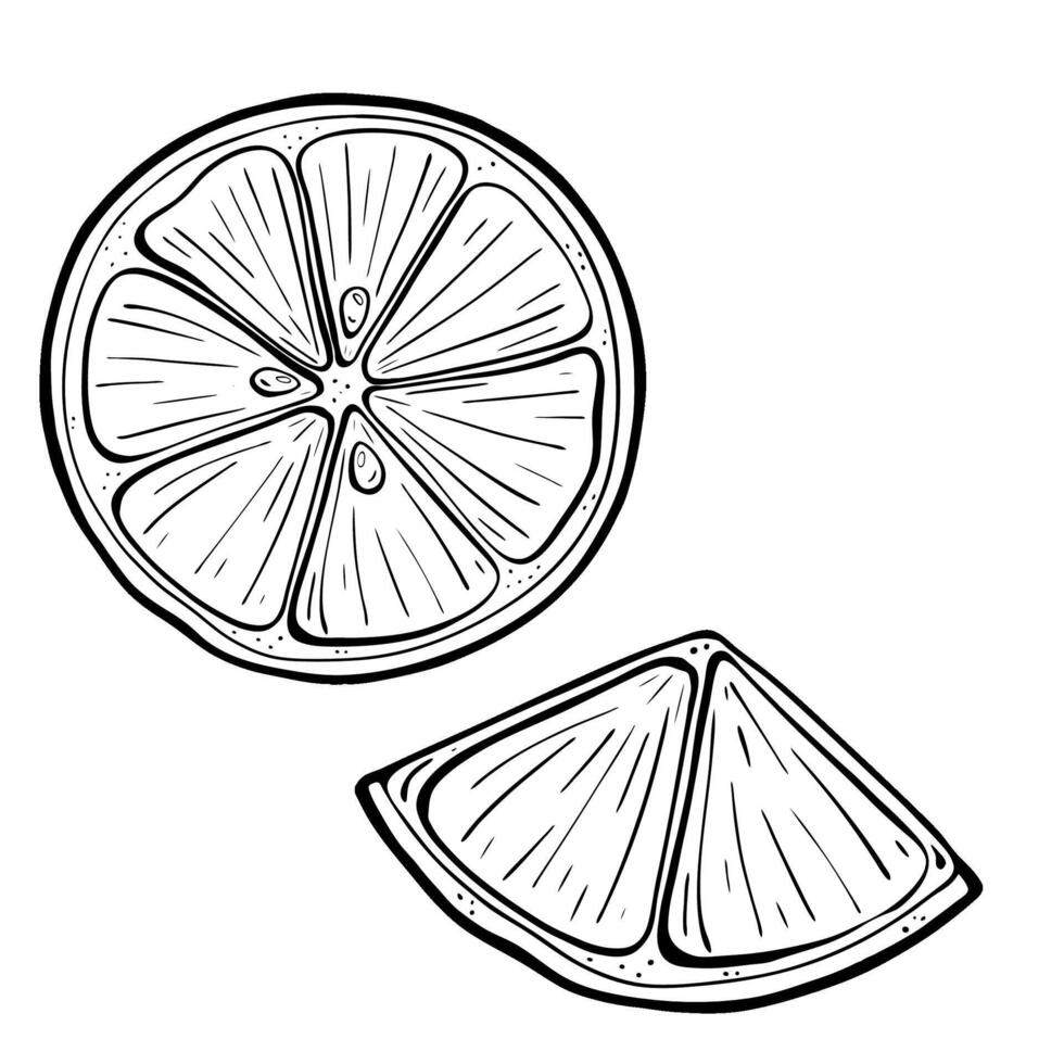 A beautifully rendered illustration featuring fresh lemon slices, handdrawn with care and detail. sketch illustration. vector