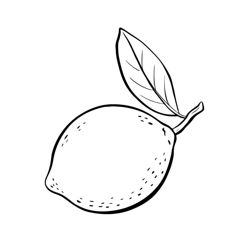 An Illustration of a Fresh Lemon with Leaf, sketch illustration. vector