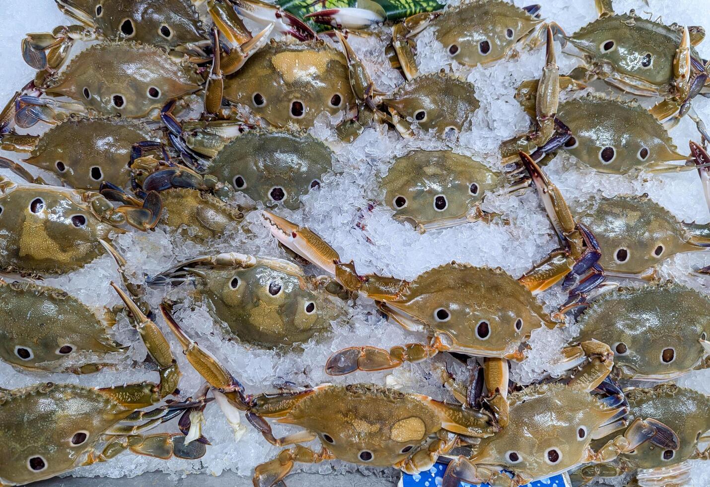 Freshly caught crabs resting on ice at a bustling seafood market in the early morning, showcasing their natural colors and textures for shoppers to admire photo