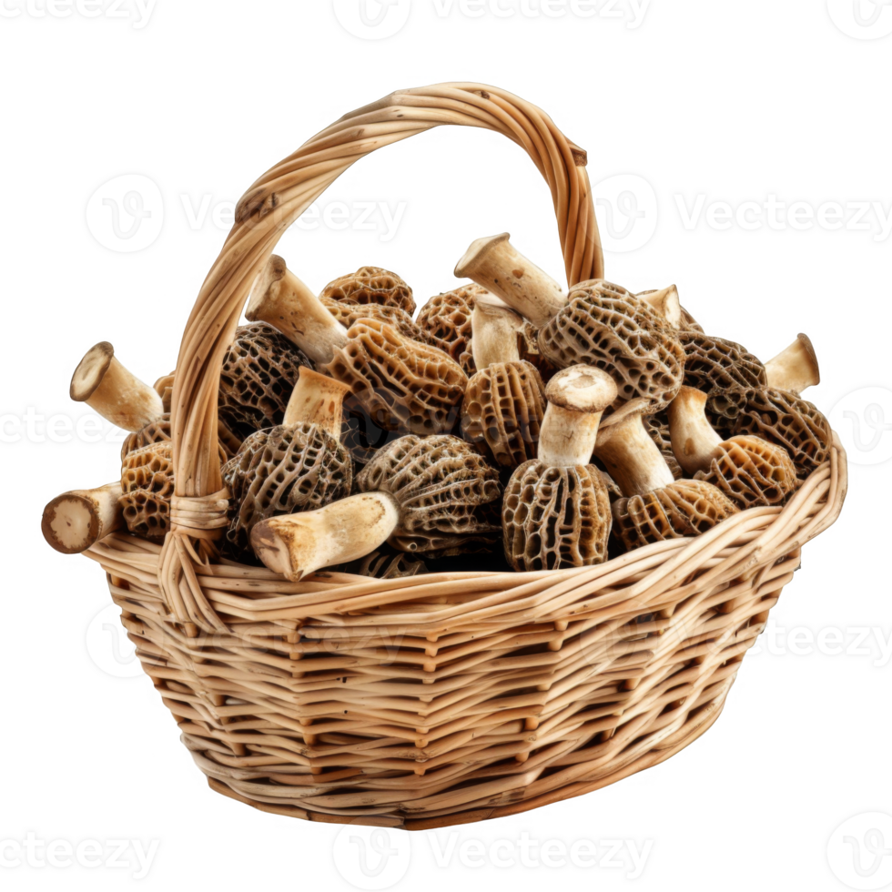 Wicker Basket Full of Morel Mushrooms png
