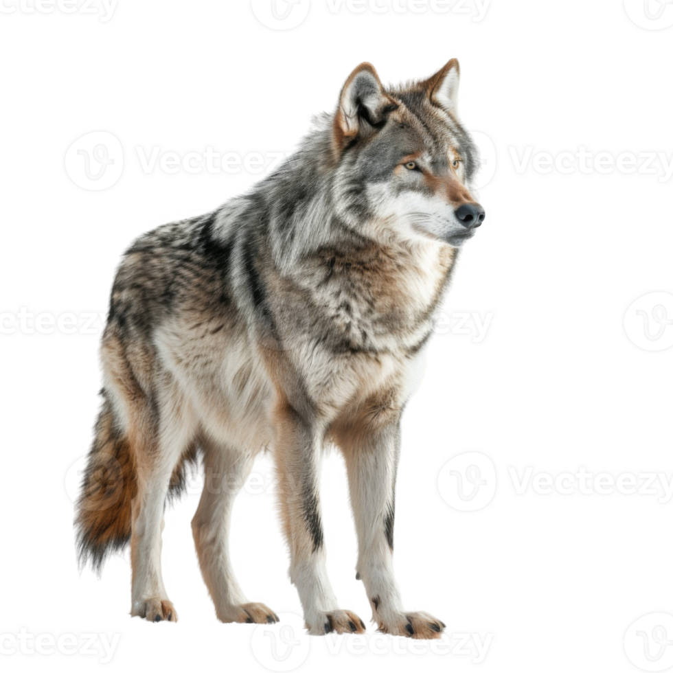 A Gray Wolf Standing with Alert Gaze png
